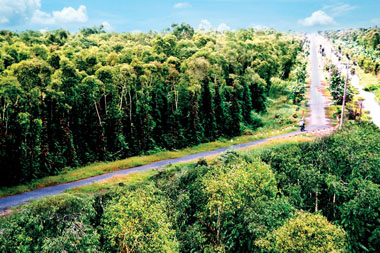 Le parc national de Mui Ca Mau